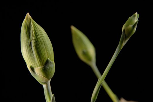 Three carnation bud flowers on black background. Camera focus on the first object plane.