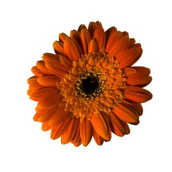 A half yellow gerbera flower isolated over white background. Included clipping path, so you can easily cut it out and place over the top of a design.
