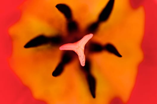 Centre of a red flower. On a larger scale