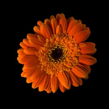 A half yellow gerbera flower isolated over black background. Included clipping path, so you can easily cut it out and place over the top of a design.