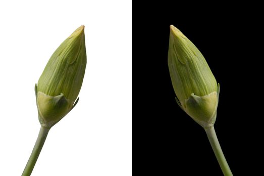 Two carnation bud flowers isolated on both black and white background respectively. Included clipping path, so you can easily cut it out and place over the top of a design.