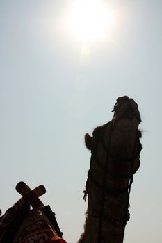 A silhouette of a camel looking at the hot desert sun.