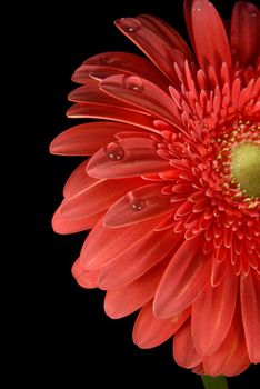 Red gerbera with little water drops on black background.
