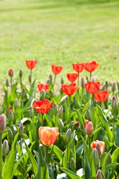 Selection of tulips filled by the sun. All flowers have turned heads to light