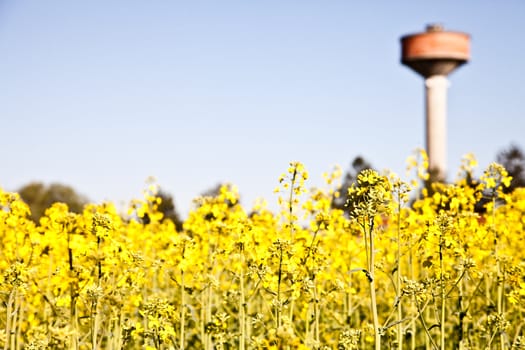 Water tower in a field of yellow flowers during spring season