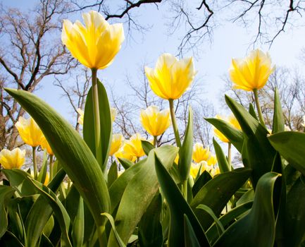 Cultivation of Darwin Hybrid Tulip Jaap Groot: yellow and white bicolor, perennial group