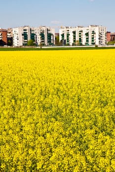 Field of yellow flowers in spring season close to the border of the city