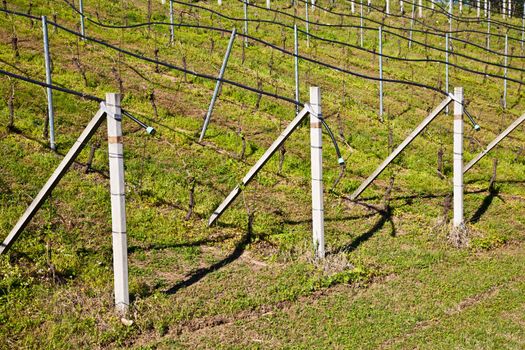 Vineyard with a drip irrigation system running along the top of the vines