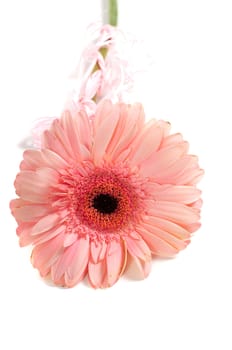 Shot of pink gerbera isolated on white