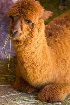 An Alpaca sat chewing grass in the shade of the summer sun