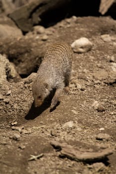 Banded Mongoose searching for food under the summer sun