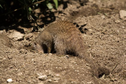 Banded Mongoose searching for food under the summer sun