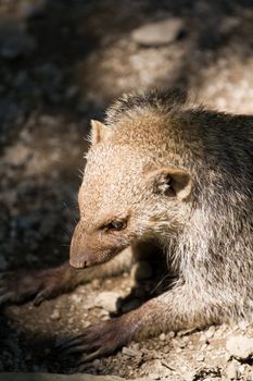 Banded Mongoose searching for food under the summer sun