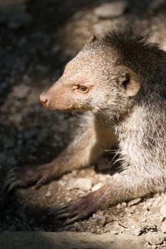 Banded Mongoose searching for food under the summer sun