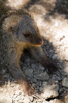 Banded Mongoose searching for food under the summer sun