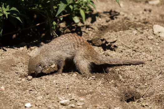 Banded Mongoose searching for food under the summer sun