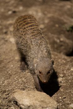 Banded Mongoose searching for food under the summer sun