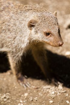 Banded Mongoose searching for food under the summer sun