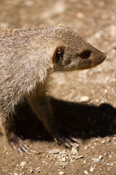 Banded Mongoose searching for food under the summer sun