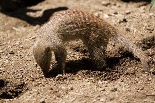 Banded Mongoose searching for food under the summer sun