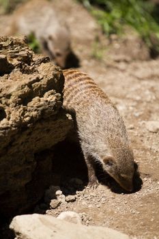 Banded Mongoose searching for food under the summer sun