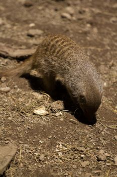 Banded Mongoose searching for food under the summer sun