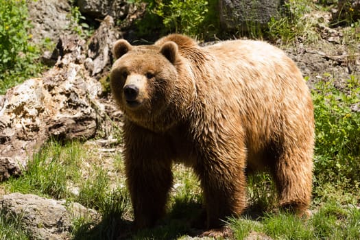 A Brown Bear exploring near the edge of a lake