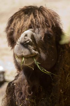 A Camel laid on the ground eating grass