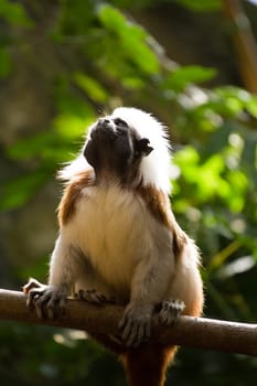 A Cotton-top Tamarin under the jungle canopy in summer