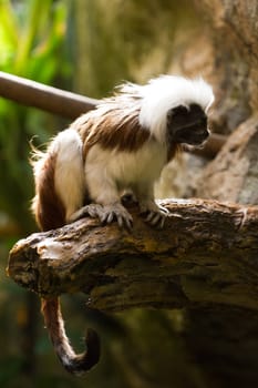 A Cotton-top Tamarin under the jungle canopy in summer