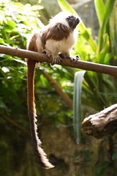 A Cotton-top Tamarin under the jungle canopy in summer