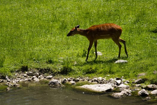 Deer near the edge of water in a meadow