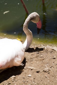 Flamingos by the lakeside in summer