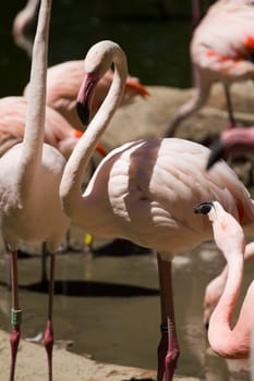 Flamingos by the lakeside in summer