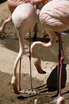 Flamingos by the lakeside in summer