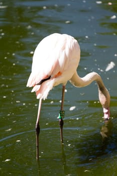 Flamingos by the lakeside in summer