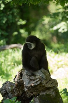 A Gibbon monkey under the shade of a tree in summer