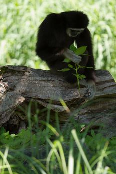 A Gibbon monkey under the shade of a tree in summer
