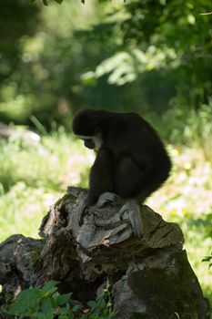 A Gibbon monkey under the shade of a tree in summer