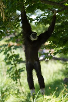 A Gibbon monkey under the shade of a tree in summer