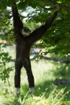 A Gibbon monkey under the shade of a tree in summer