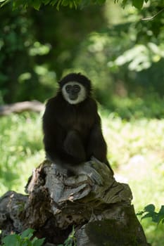 A Gibbon monkey under the shade of a tree in summer