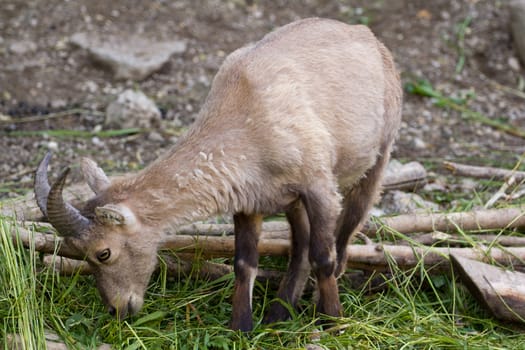 A Goat at the side of a mountain 