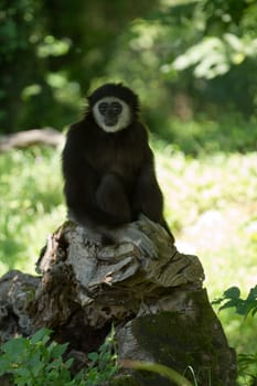 A Gibbon monkey under the shade of a tree in summer