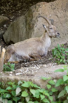 A Goat at the side of a mountain 
