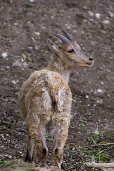 A Goat at the side of a mountain 