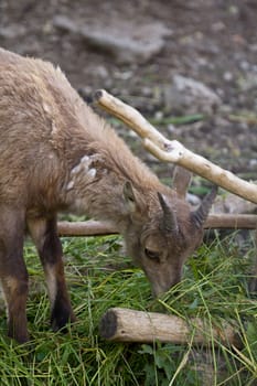 A Goat at the side of a mountain 