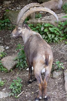 A Goat at the side of a mountain 
