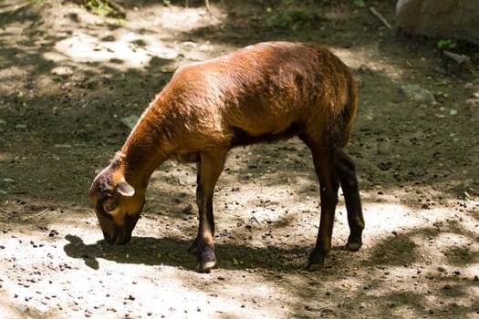 A Goat at the side of a mountain 