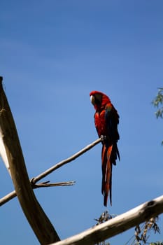 A Macaw perched atop a branch in summer